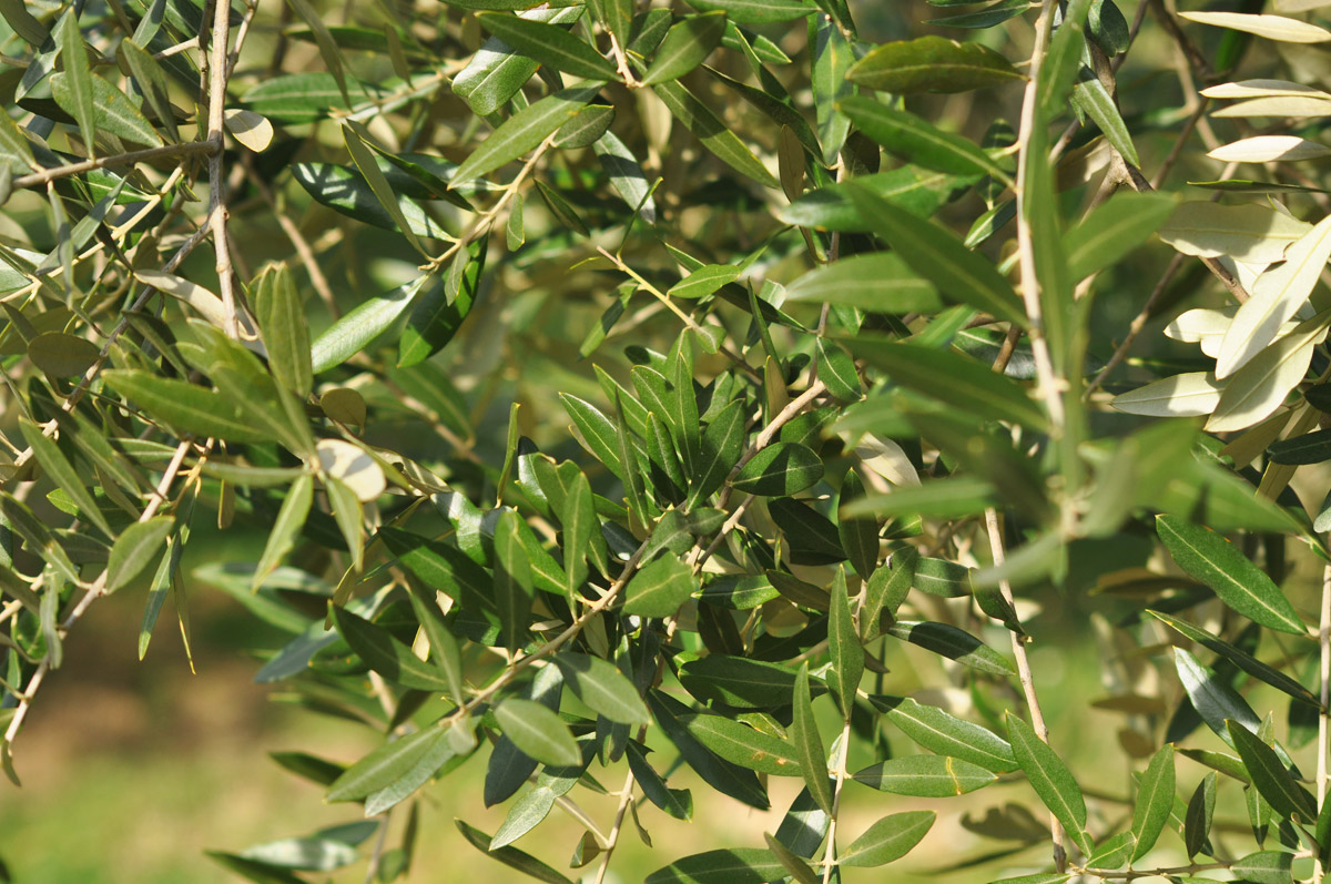 LA SPELONCA - Olio extra vergine di oliva