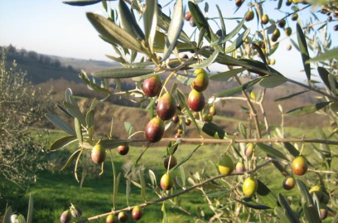 Olio-La-Spelonca-Cultivar-Ciera Olio-La-Spelonca-Cultivar-Ciera