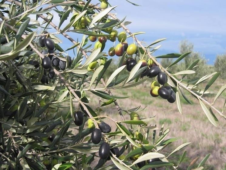 Olio-La-Spelonca-Cultivar-frantoio Olio-La-Spelonca-Cultivar-frantoio