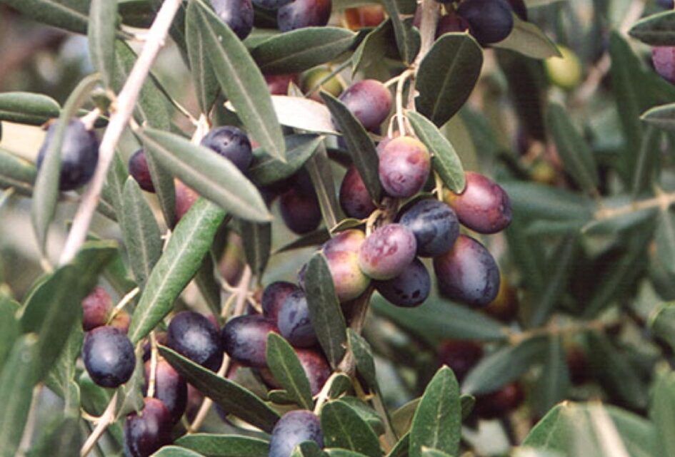 Olio-La-Spelonca-Cultivar-leccino Olio-La-Spelonca-Cultivar-leccino