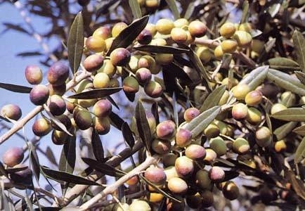 Olio-La-Spelonca-Cultivar-moraiolo Olio-La-Spelonca-Cultivar-moraiolo